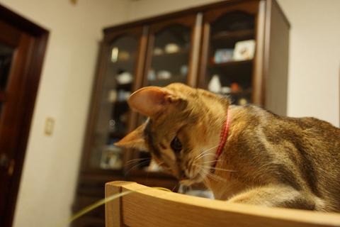 DSC00195.jpg
