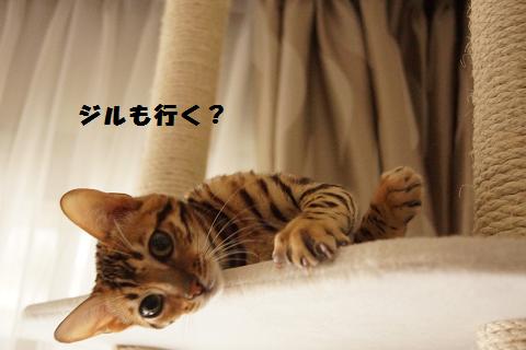 DSC06882c.jpg