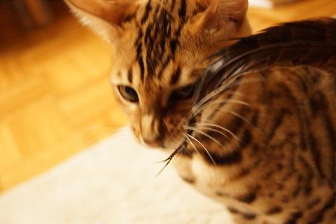 DSC06977c.jpg