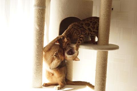 DSC07066c.jpg