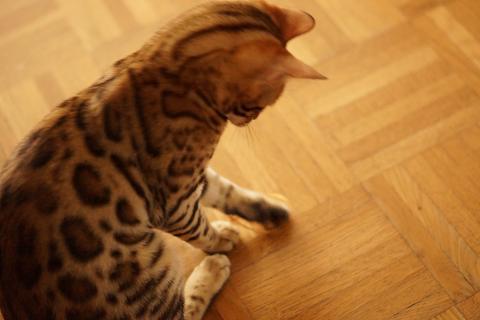 DSC07152c.jpg