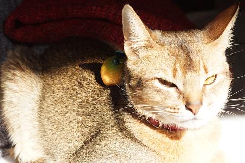 DSC07231c.jpg