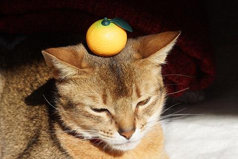 DSC07236c.jpg