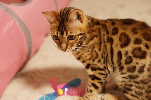 DSC07268c.jpg