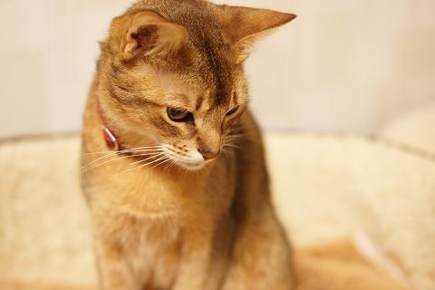 DSC07270c.jpg