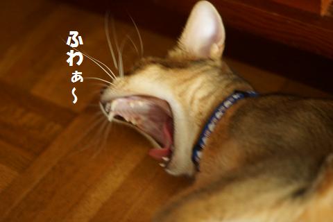 DSC07331.jpg