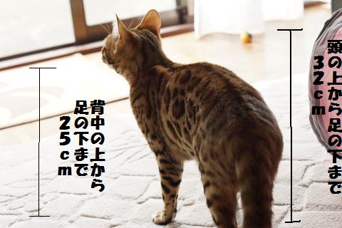 DSC07391c.jpg