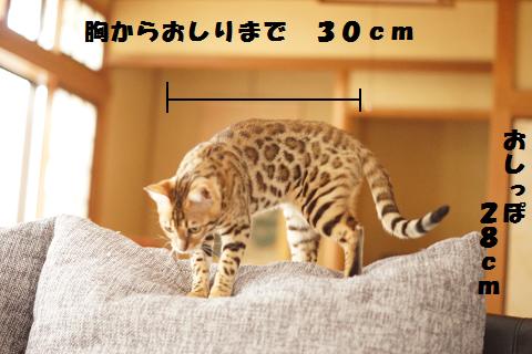 DSC07394c.jpg
