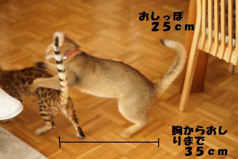 DSC07403c.jpg
