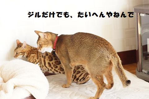 DSC07534c.jpg
