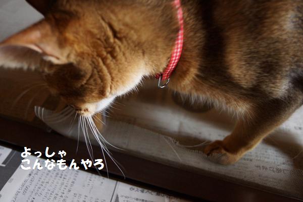 DSC09520.jpg