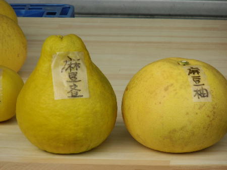 文旦とユズの違い