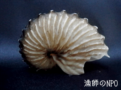 貝殻