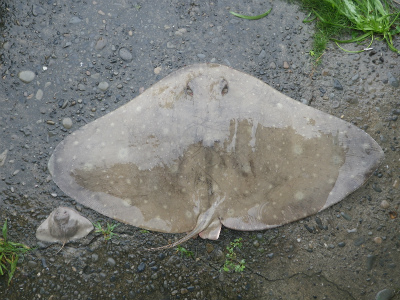 IMGP2700.jpg