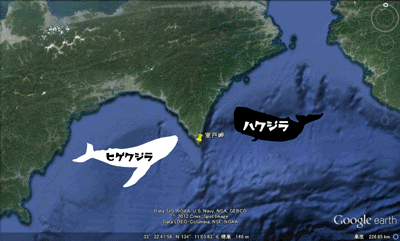 whale.gif