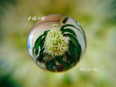 幸福の樹の花