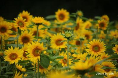 s-IMG_7465.jpg