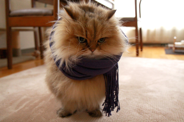 2_20121210233407.jpg