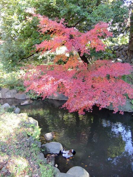 日本庭園16〔フリー写真〕