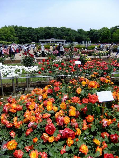 神代植物公園・バラ園20〔フリー写真〕