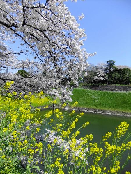 半蔵堀3〔フリー写真〕