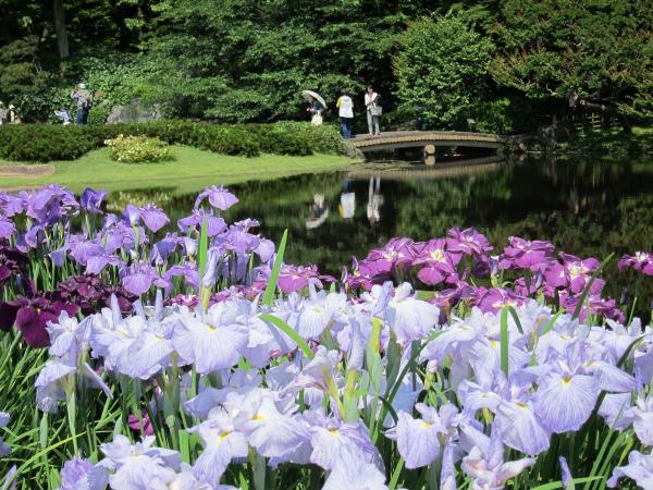 皇居東御苑31〔フリー写真〕