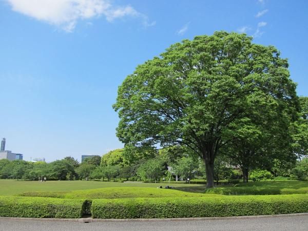 皇居東御苑11〔フリー写真〕