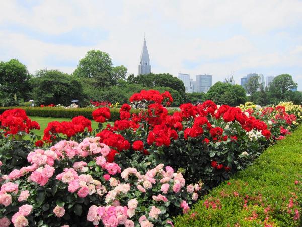 新宿御苑 バラ園1〔フリー写真〕