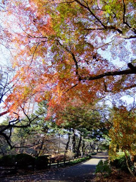 新宿御苑28〔フリー写真〕