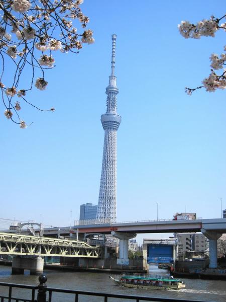 桜とスカイツリー4〔フリー写真〕