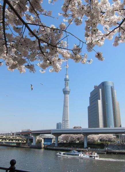 桜とスカイツリー5〔フリー写真〕