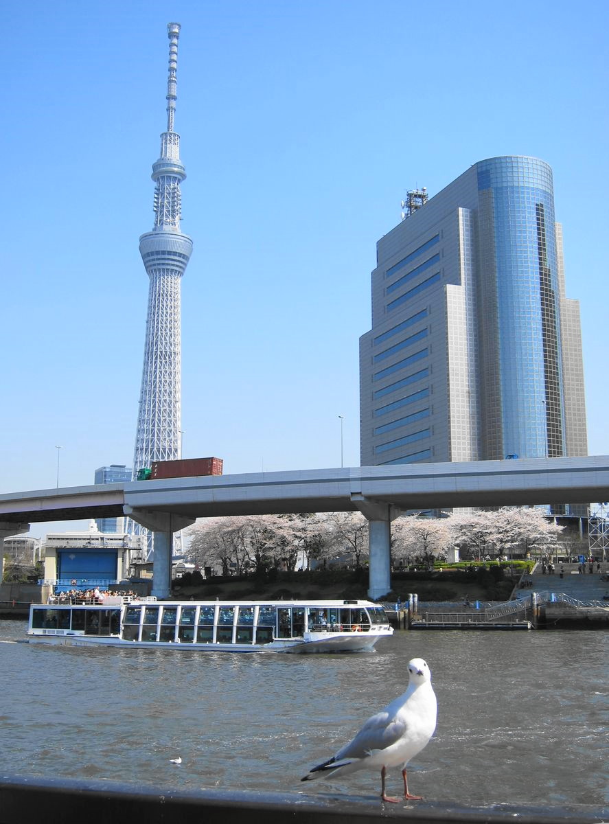 隅田川と東京スカイツリー １ Sumida River Saboの東京名所写真