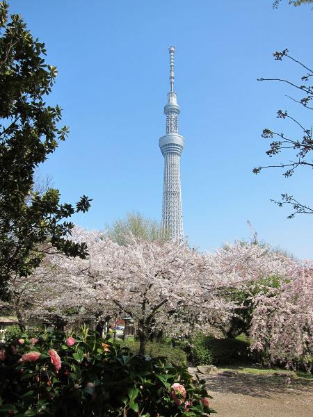 桜と東京スカイツリー2〔フリー写真〕