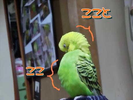 こことここ