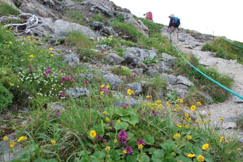 山頂まではお花畑の道
