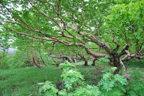 小屋前のダケカンバ