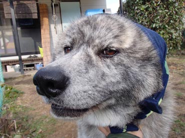 ほっかむり4