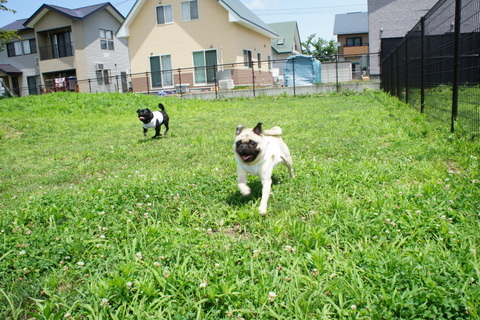 DSC05696_20120807215155.jpg