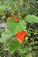 DSC06535.jpg