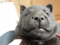ひめちゃん3