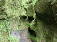 苔の同門