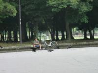 カラス