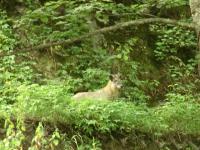 かもしか
