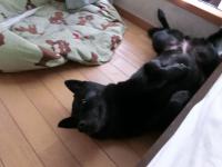 さくら寝姿