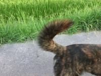 だいすけ尻尾