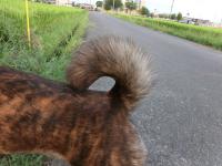 芽衣尻尾