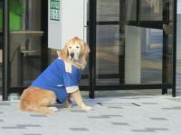 モヒカン犬