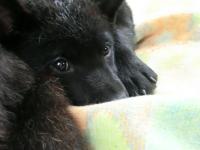 子犬1