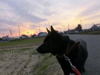 さくらと夕日
