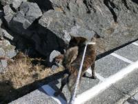 だいすけ、何か居た